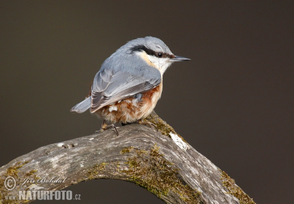 Brhlík lesní (Sitta europaea)