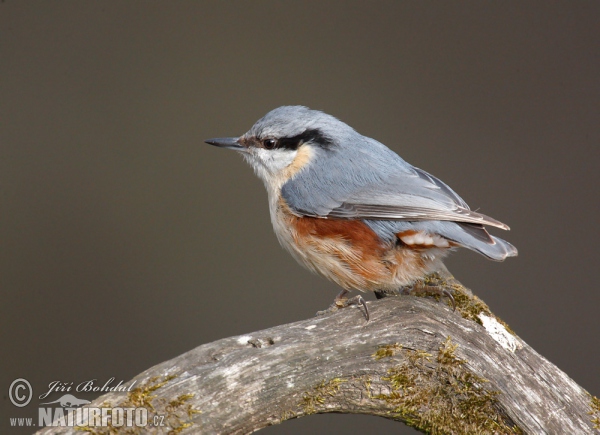 Brhlík lesní (Sitta europaea)