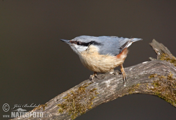 Brhlík lesní (Sitta europaea)