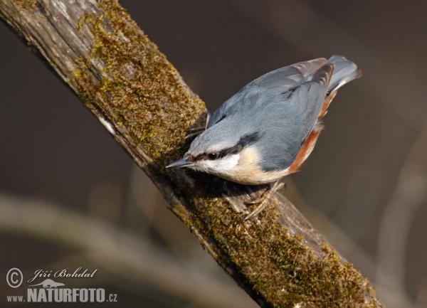 Brhlík lesní (Sitta europaea)