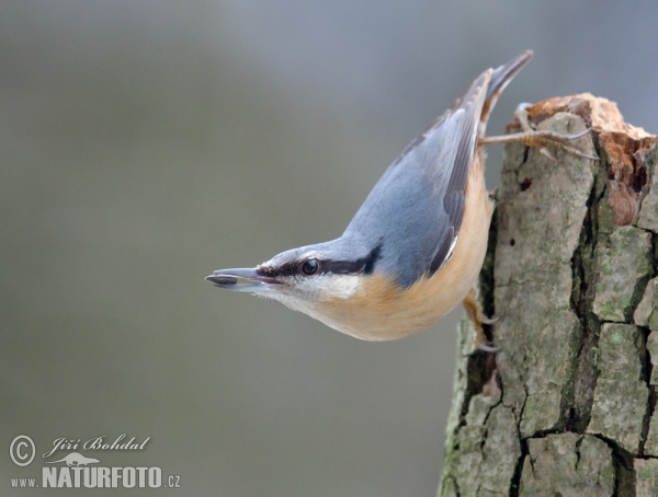 Brhlík lesní (Sitta europaea)