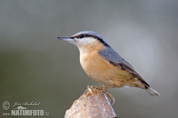 Brhlík obyčajný (Sitta europaea)