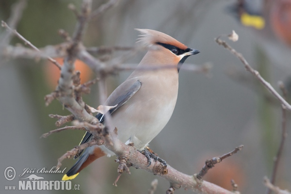 Brkoslav severní (Bombycilla garrulus)