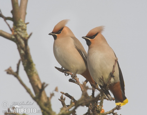 Brkoslav severní (Bombycilla garrulus)