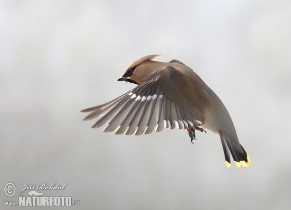 Brkoslav severní (Bombycilla garrulus)