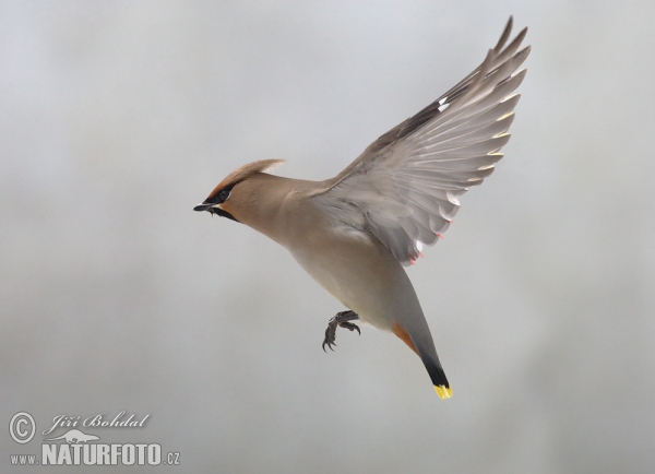 Brkoslav severní (Bombycilla garrulus)