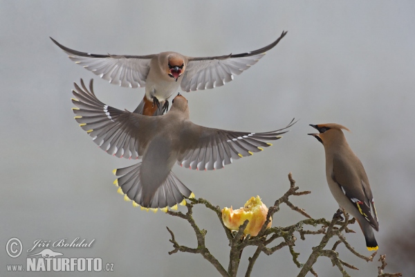 Brkoslav severní (Bombycilla garrulus)