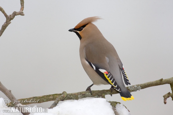 Brkoslav severní (Bombycilla garrulus)