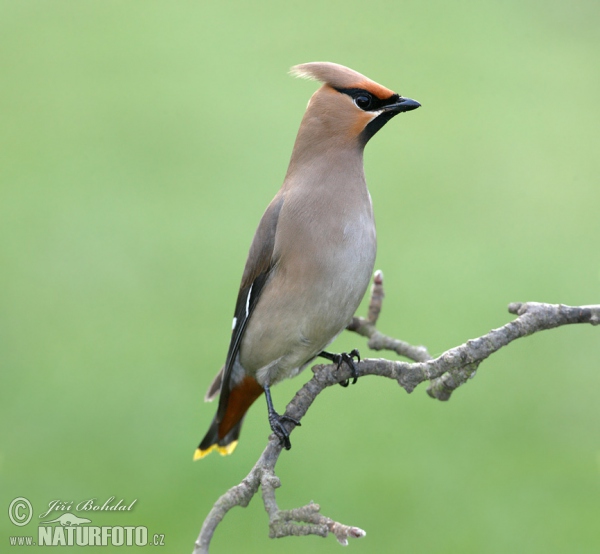 Brkoslav severní (Bombycilla garrulus)