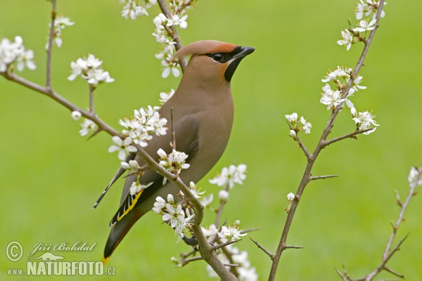 Brkoslav severní (Bombycilla garrulus)