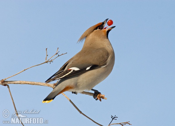 Brkoslav severní (Bombycilla garrulus)