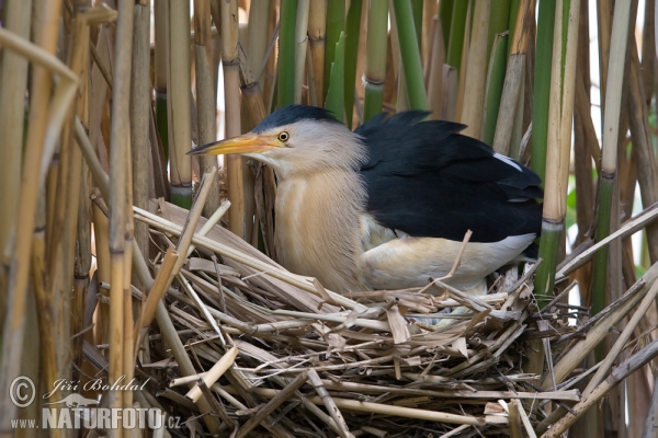 Bučiačik močiarny (Ixobrychus minutus)