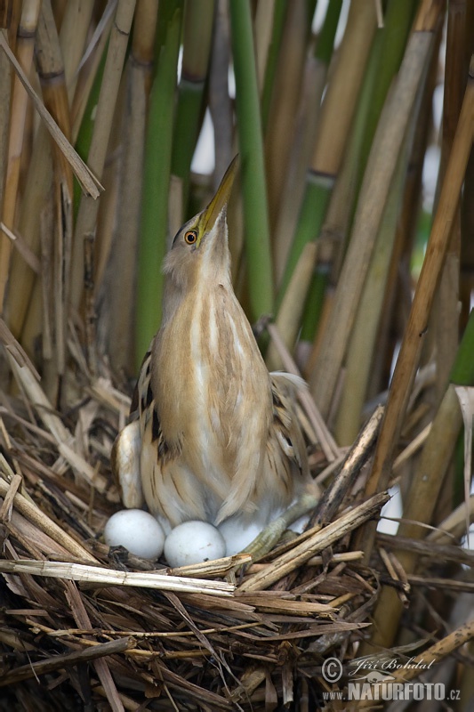 Bučiačik močiarny (Ixobrychus minutus)