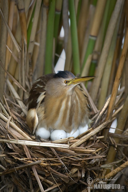 Bučiačik močiarny (Ixobrychus minutus)