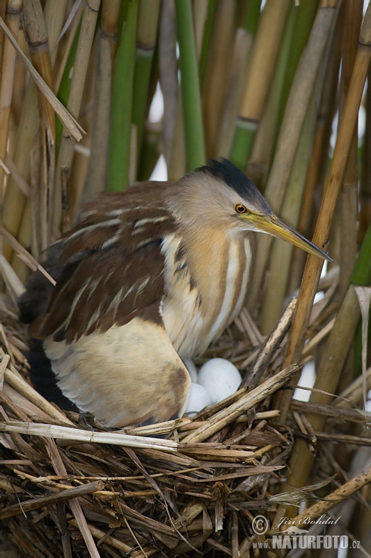 Bučiačik močiarny (Ixobrychus minutus)