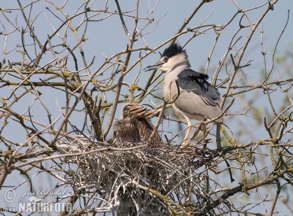 Bučiak chavkoš nočný (Nycticorax nycticorax)