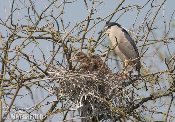 Bučiak chavkoš nočný (Nycticorax nycticorax)