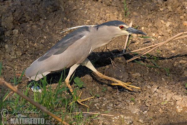 Bučiak chavkoš nočný (Nycticorax nycticorax)