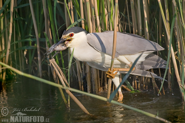 Bučiak chavkoš nočný (Nycticorax nycticorax)