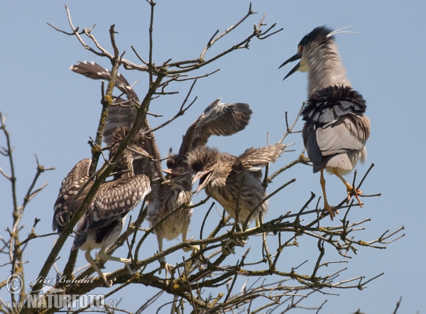 Bučiak chavkoš nočný (Nycticorax nycticorax)