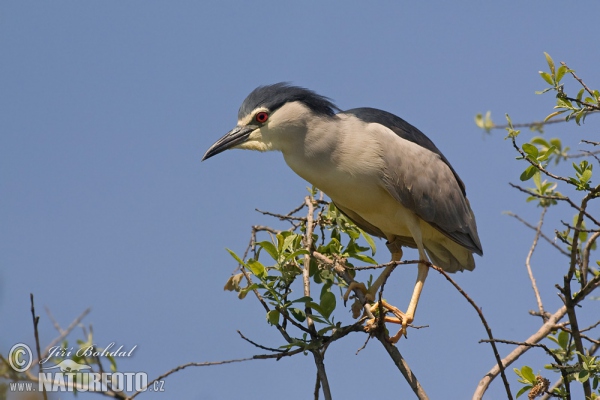 Bučiak chavkoš nočný (Nycticorax nycticorax)