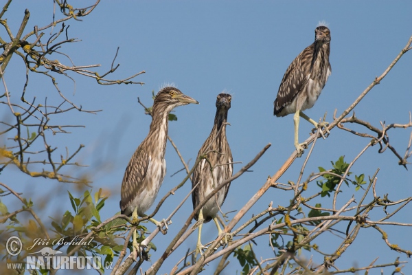 Bučiak chavkoš nočný (Nycticorax nycticorax)