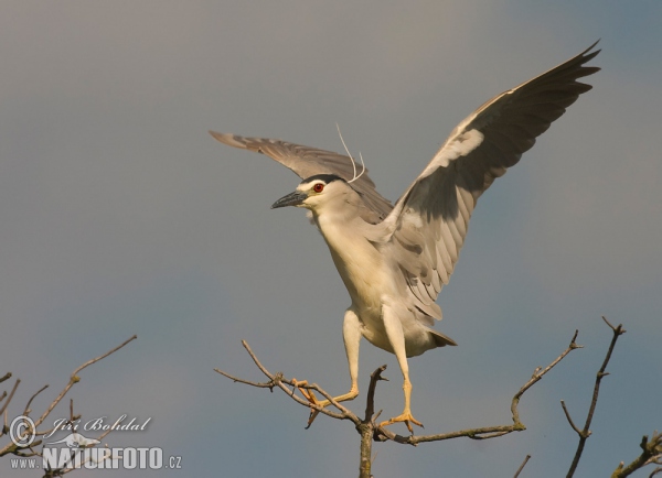 Bučiak chavkoš nočný (Nycticorax nycticorax)