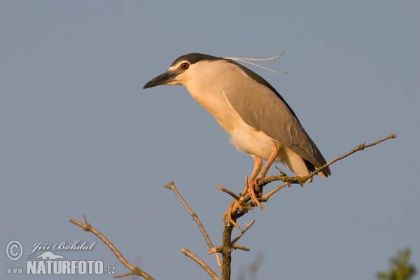 Bučiak chavkoš nočný (Nycticorax nycticorax)