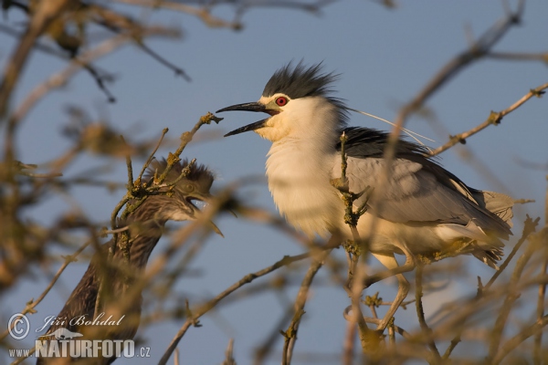 Bučiak chavkoš nočný (Nycticorax nycticorax)