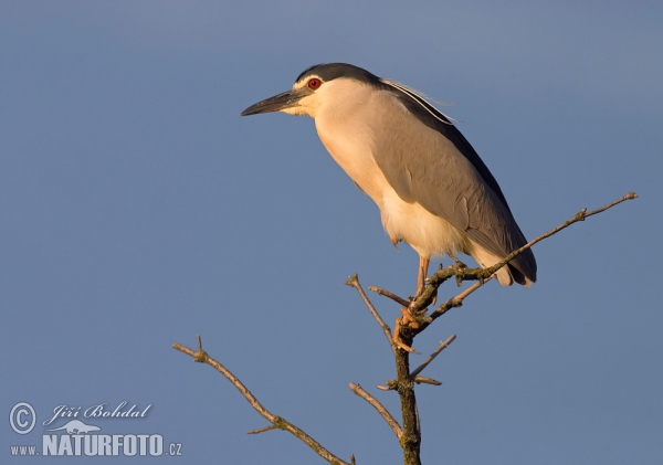 Bučiak chavkoš nočný (Nycticorax nycticorax)