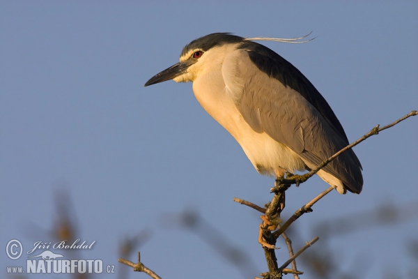 Bučiak chavkoš nočný (Nycticorax nycticorax)