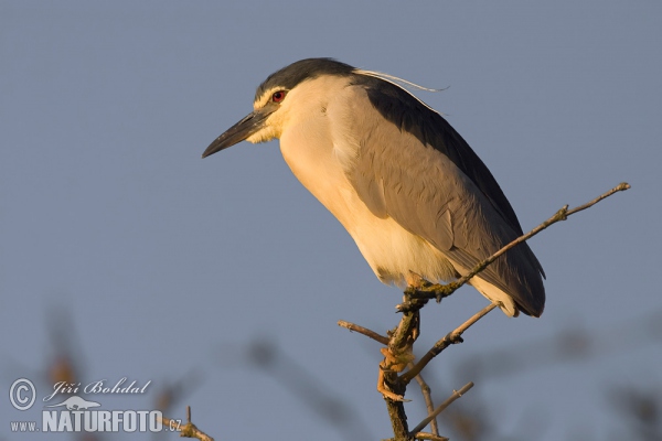 Bučiak chavkoš nočný (Nycticorax nycticorax)