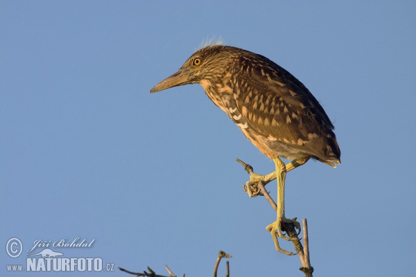 Bučiak chavkoš nočný (Nycticorax nycticorax)