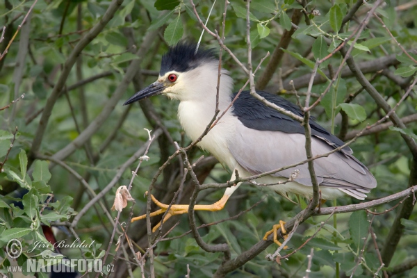 Bučiak chavkoš nočný (Nycticorax nycticorax)