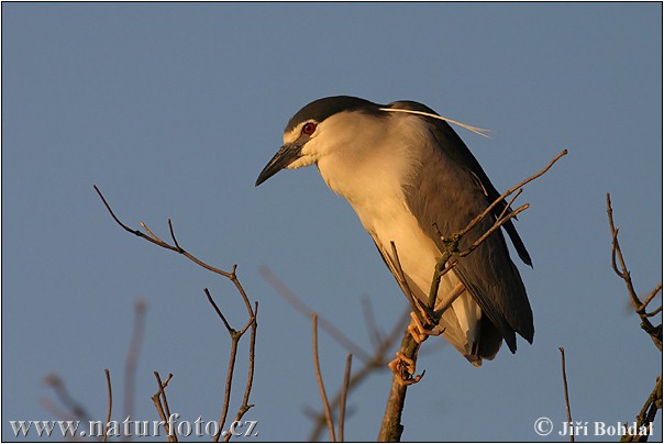 Bučiak chavkoš nočný (Nycticorax nycticorax)