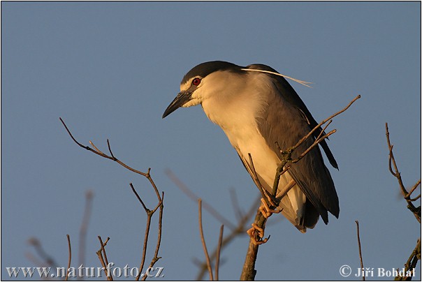 Bučiak chavkoš nočný (Nycticorax nycticorax)