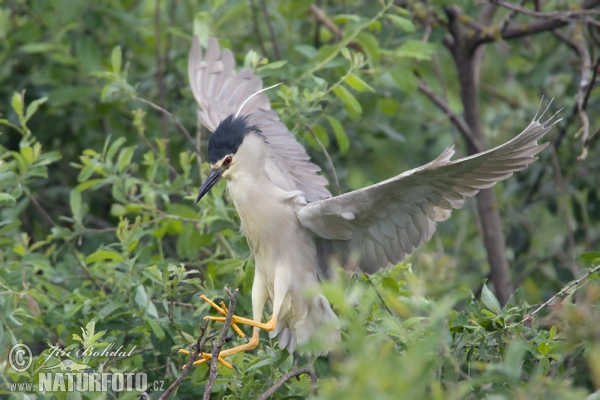 Bučiak chavkoš nočný (Nycticorax nycticorax)