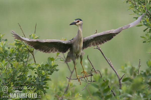 Bučiak chavkoš nočný (Nycticorax nycticorax)