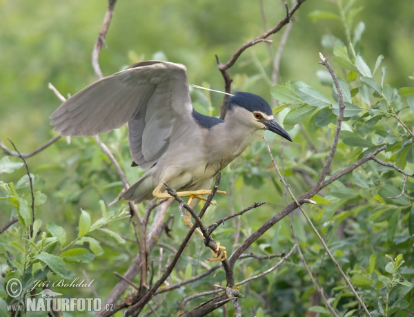 Bučiak chavkoš nočný (Nycticorax nycticorax)