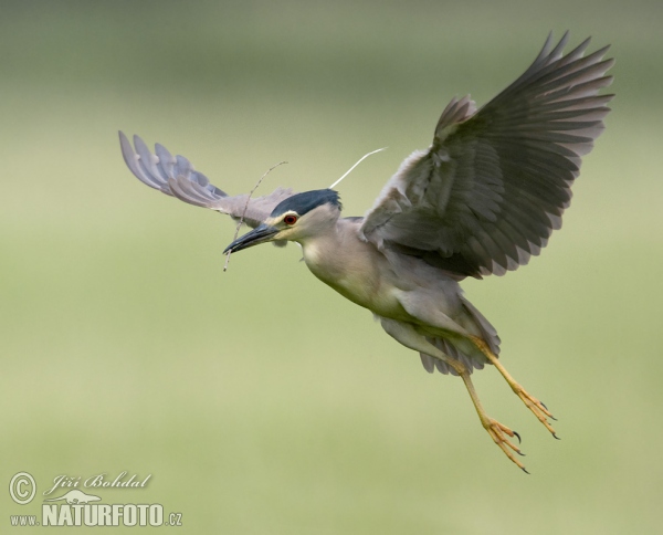 Bučiak chavkoš nočný (Nycticorax nycticorax)