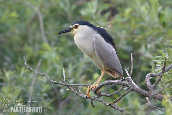 Bučiak chavkoš nočný (Nycticorax nycticorax)