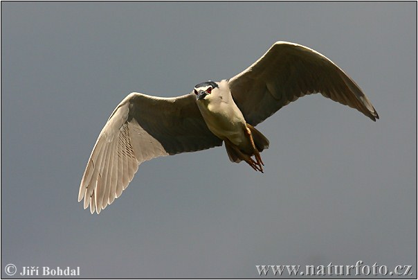 Bučiak chavkoš nočný (Nycticorax nycticorax)