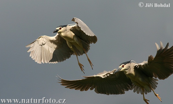 Bučiak chavkoš nočný (Nycticorax nycticorax)