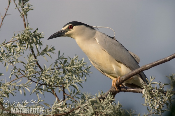 Bučiak chavkoš nočný (Nycticorax nycticorax)