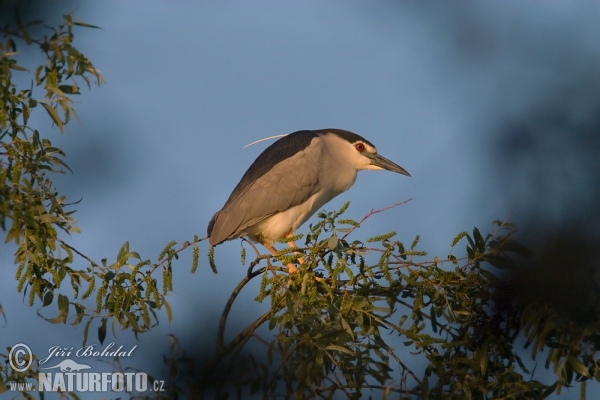 Bučiak chavkoš nočný (Nycticorax nycticorax)