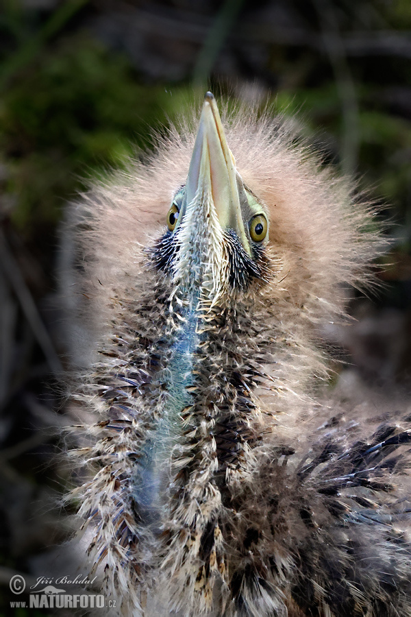 Bučiak veľký trsťový (Botaurus stellaris)