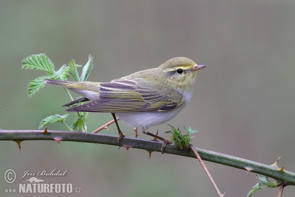 Budníček lesní (Phylloscopus sibilatrix)