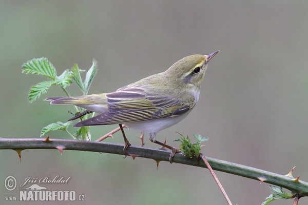 Budníček lesní (Phylloscopus sibilatrix)