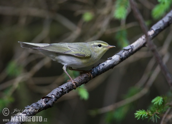 Budníček lesní (Phylloscopus sibilatrix)