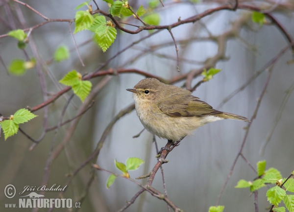 Budníček menší (Phylloscopus collybita)